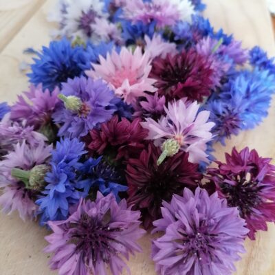 Blumen richtig pflegen: Tipps für langanhaltende Frische