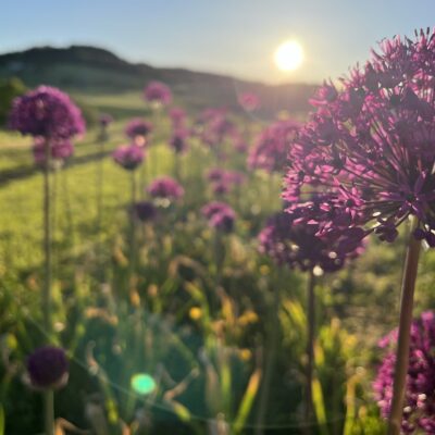 Die Magie der Saisonblumen: Warum es sich lohnt, mit den Jahreszeiten zu gehen